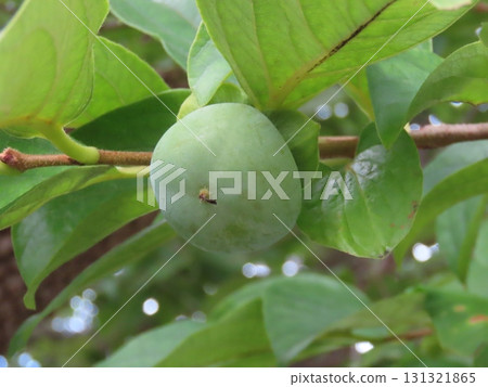 Close-up photo of unripe persimmon fruit Close-up photo of unripe persimmon fruit 131321865