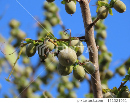 Close-up of unripe persimmon fruit Close-up of unripe persimmon fruit 131321931