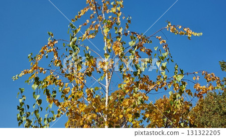 Birch Tree In The Forest Against The Blue Sky, Autumn Landscape Birch Tree In The Forest Against The Blue Sky, Autumn Landscape 131322205