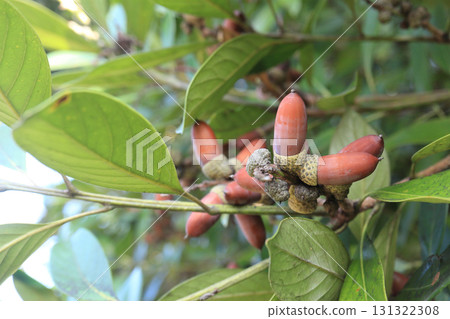 橡子的masochastic 131322308