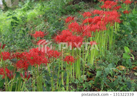 秋季公園盛開的紅花蜘蛛百合 秋季公園盛開的紅花蜘蛛百合 131322339