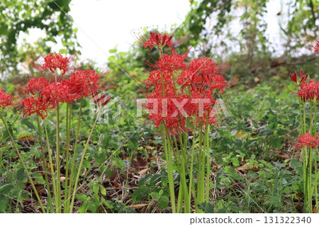 秋季公園盛開的紅花蜘蛛百合 秋季公園盛開的紅花蜘蛛百合 131322340