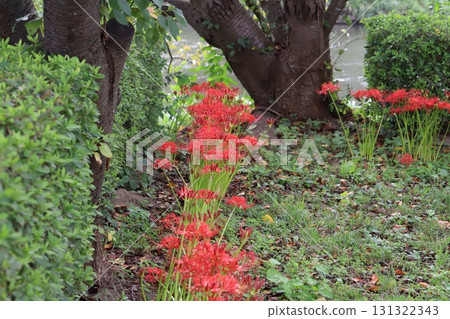 秋季公園盛開的紅花蜘蛛百合 131322343