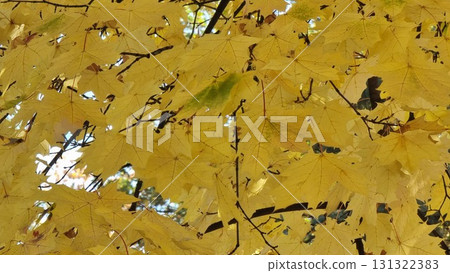 Autumn Leaves Of Maple, Fall Season Flora 131322383