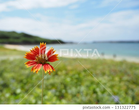 Flowers blooming on Nanta Beach, Yonaguni Island 131322775