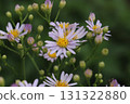 Light purple flowers of cornflowers blooming in an autumn garden 131322880