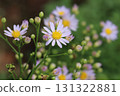 Light purple flowers of cornflowers blooming in an autumn garden 131322881