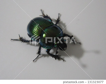 Centipedeal Centipedeal 131323077