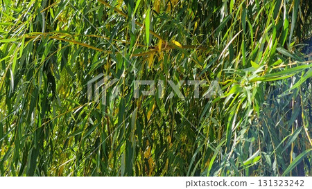 Leaves of tree in the garden. Salix in autumn. 131323242