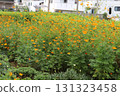 Orange cosmos flowers blooming in the autumn field 131323458
