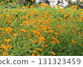 Orange cosmos flowers blooming in the autumn field 131323459