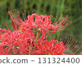 Red spider lilies blooming in the autumn park 131324400