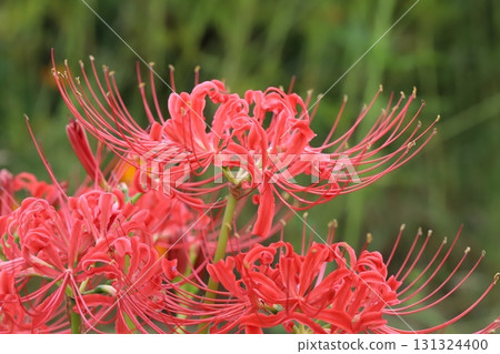 Red spider lilies blooming in the autumn park 131324400
