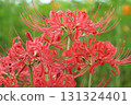 Red spider lilies blooming in the autumn park 131324401