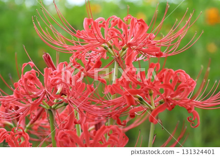 Red spider lilies blooming in the autumn park 131324401