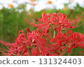 Red spider lilies blooming in the autumn park 131324403