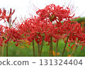 Red spider lilies blooming in the autumn park 131324404