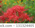 Red spider lilies blooming in the autumn park 131324405