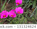 Deep pink portulaca flowers blooming in a summer garden 131324624