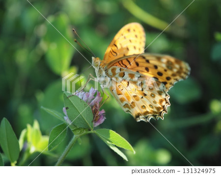 A black-and-white fritillary butterfly came to drink nectar from red clover. A black-and-white fritillary butterfly came to drink nectar from red clover. 131324975