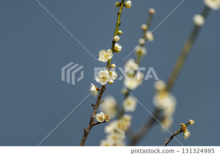 發光在藍天的白色李子 發光在藍天的白色李子 131324995