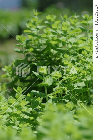 Mint field in early summer 131325317