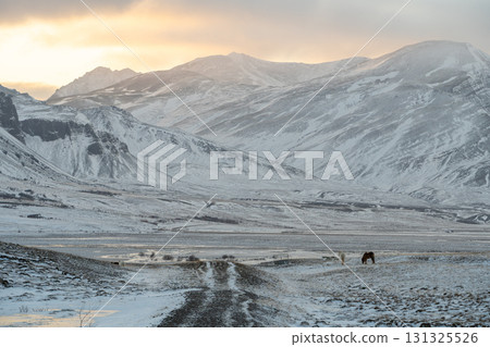 冬季冰島西部的雪景和冰島馬的美麗風景 冬季冰島西部的雪景和冰島馬的美麗風景 131325526