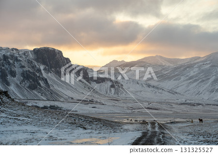 Beautiful scenery of snowy landscapes and Icelandic horses in West Iceland in winter 131325527