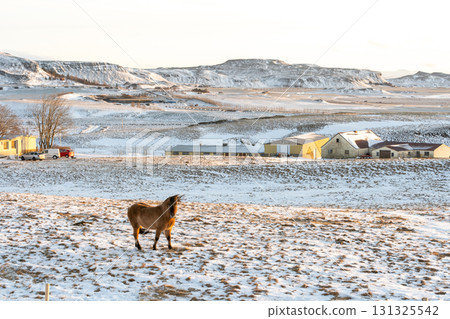 冬季冰島西部的雪景和冰島馬的美麗風景 冬季冰島西部的雪景和冰島馬的美麗風景 131325542