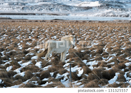 Beautiful scenery of snowy landscapes and Icelandic horses in West Iceland in winter 131325557