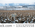 冬季冰島西部的雪景和冰島馬的美麗風景 131325558