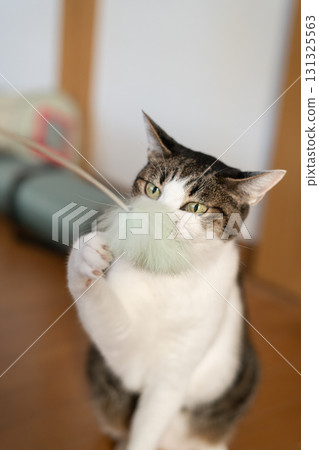 Cat playing with a toy, brown tabby cat Cat playing with a toy, brown tabby cat 131325563