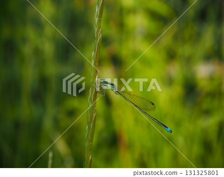 A blue-tailed damselfly resting on grass on the Arakawa riverbank A blue-tailed damselfly resting on grass on the Arakawa riverbank 131325801