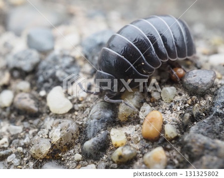 Pillbugs found on the Arakawa riverbed 131325802