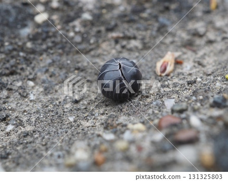 Pillbugs found on the Arakawa riverbed Pillbugs found on the Arakawa riverbed 131325803