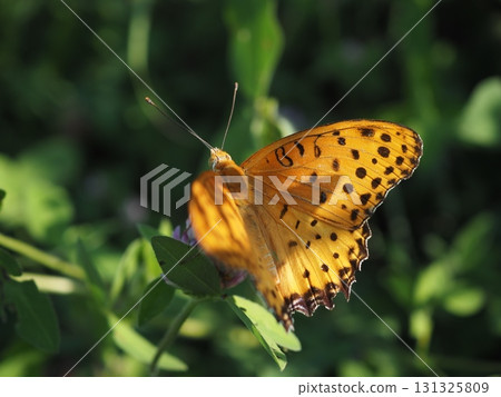 A black-and-white fritillary butterfly came to drink nectar from red clover. A black-and-white fritillary butterfly came to drink nectar from red clover. 131325809