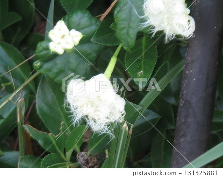 Flowering at night and morning flowers withering. Female flower of a crow 131325881