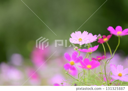 Cosmos in full bloom (soft tone due to special photography) Cosmos in full bloom (soft tone due to special photography) 131325887