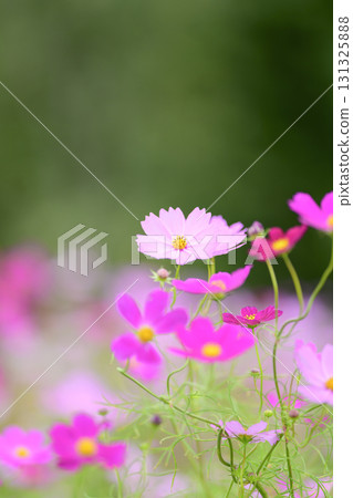 Cosmos in full bloom (soft tone due to special photography) Cosmos in full bloom (soft tone due to special photography) 131325888