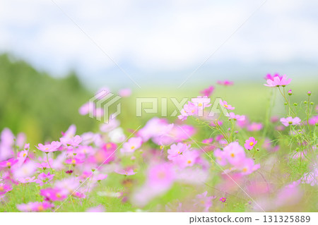 Cosmos in full bloom (soft tone due to special photography) Cosmos in full bloom (soft tone due to special photography) 131325889