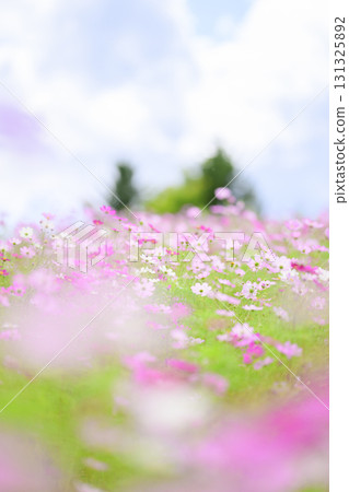 Cosmos in full bloom (soft tone due to special photography) 131325892