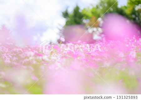 盛開的波斯菊(特殊攝影造成的柔和色調) 盛開的波斯菊(特殊攝影造成的柔和色調) 131325893