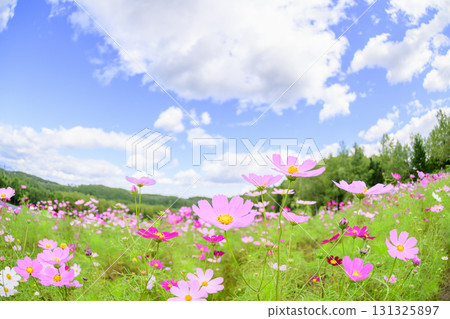 盛開的波斯菊（魚眼鏡頭） 131325897