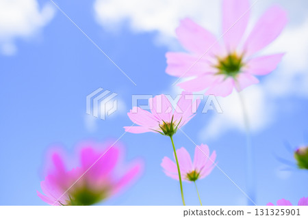 Cosmos in full bloom and blue sky (soft tone due to special photography) 131325901