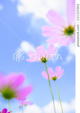 Cosmos in full bloom and blue sky (soft tone due to special photography) Cosmos in full bloom and blue sky (soft tone due to special photography) 131325902