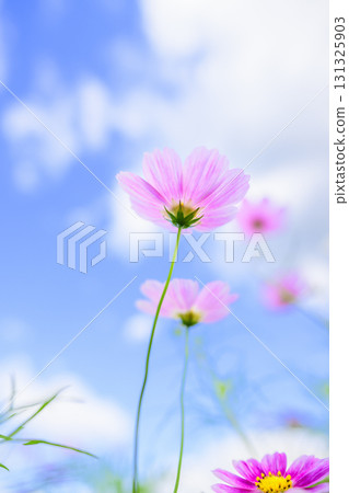 Cosmos in full bloom and blue sky (soft tone due to special photography) 131325903