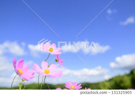 Cosmos in full bloom and blue sky (soft tone due to special photography) Cosmos in full bloom and blue sky (soft tone due to special photography) 131325905