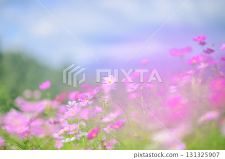 盛開的波斯菊（特殊攝影造成的柔和色調） 131325907