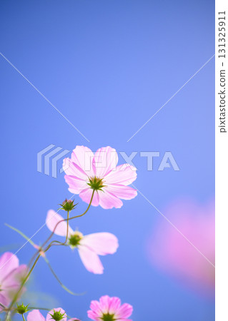 盛開的波斯菊和藍天（特殊攝影造成的柔和色調） 131325911