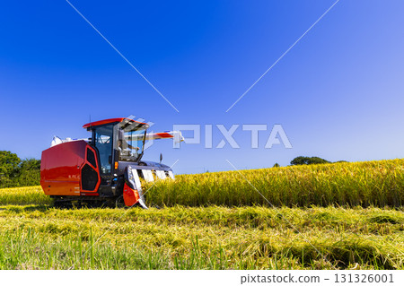 Rice harvesting with a combine harvester on a clear autumn day Rice harvesting with a combine harvester on a clear autumn day 131326001